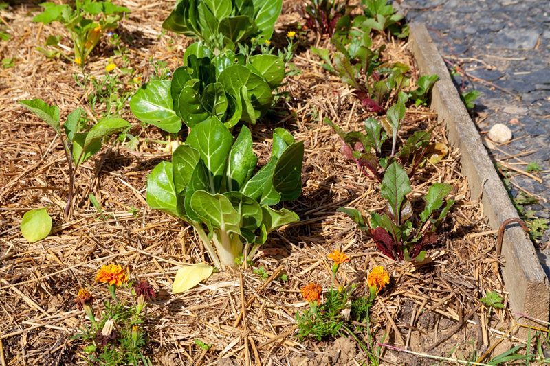 Paillage autour de salade