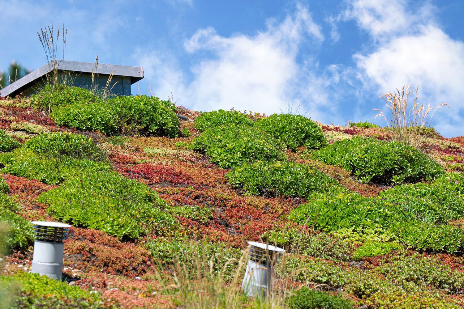 Toiture végétale avec ciel bleu