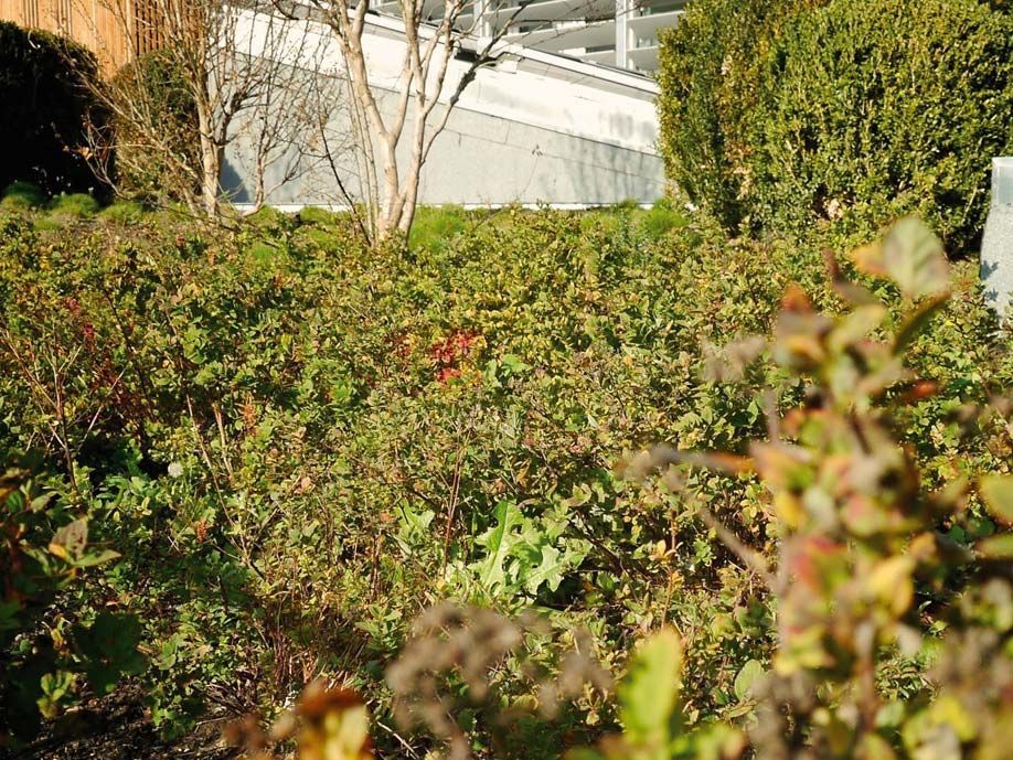 Végétation sur toiture végétale