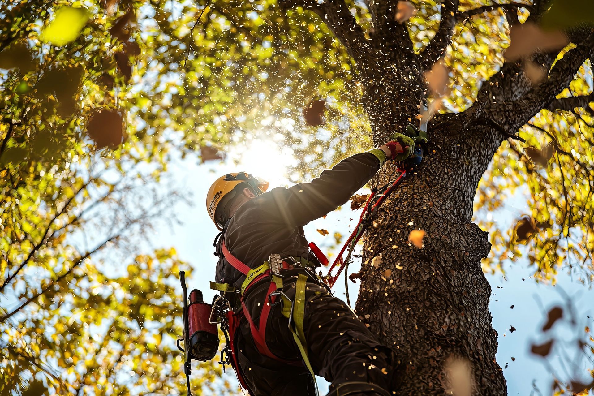 Arboriste grimpant à un arbre avec un équipement de sécurité, la main dans les feuilles jaunies par le soleil.