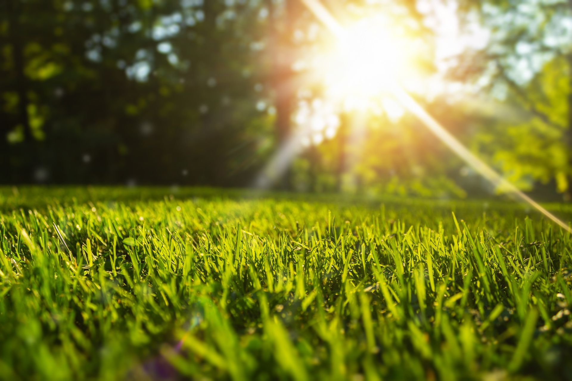 Une pelouse verte ensoleillée dans un parc, la lumière du soleil filtrant à travers les arbres