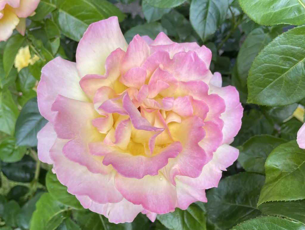 Praxis für Psychotherapie Albert Renato Brunner