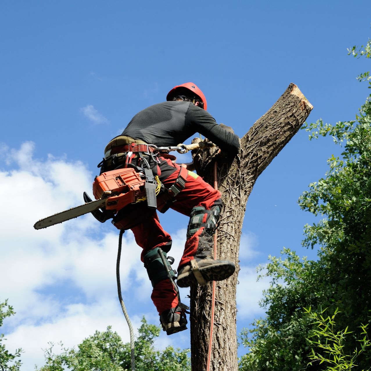 Un élagueur taillant un arbre en hauteur