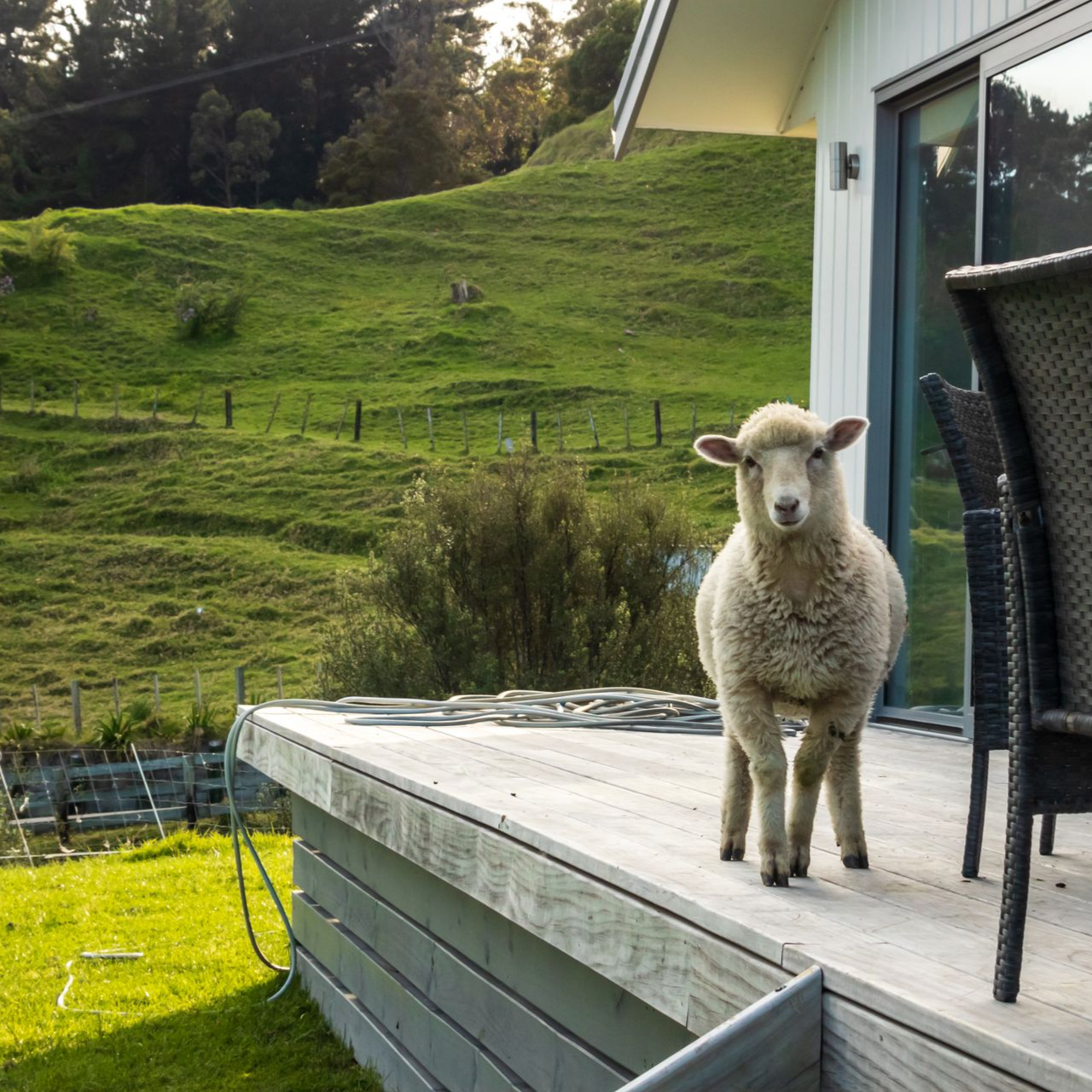 Un mouton dans un champ