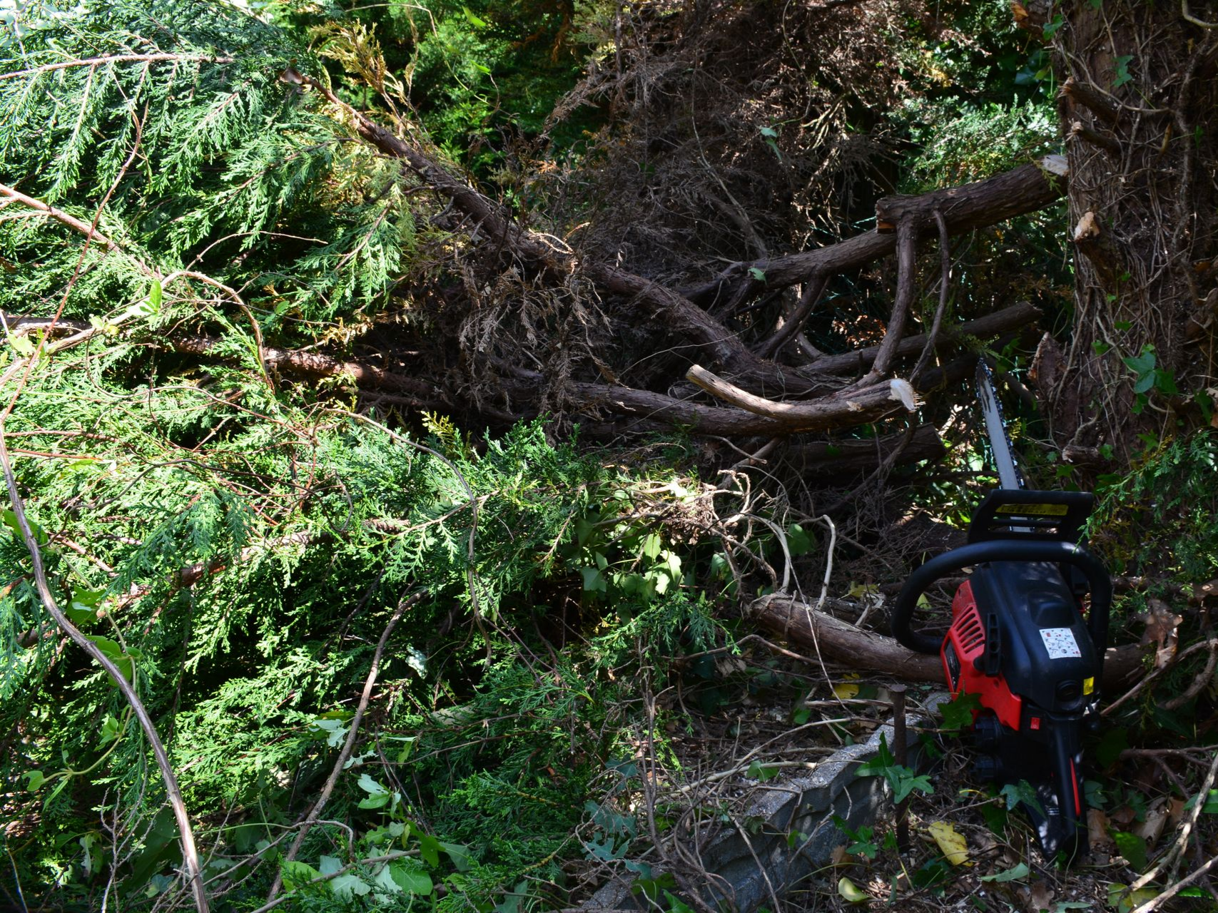 Abattage d'une haie de sapinette avec tronçonneuse