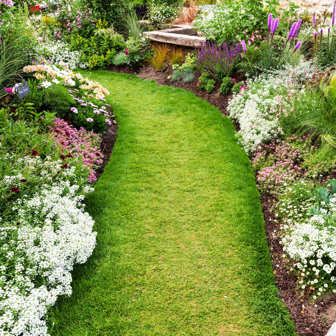 Un chemin en herbe tondu entouré de fleurs