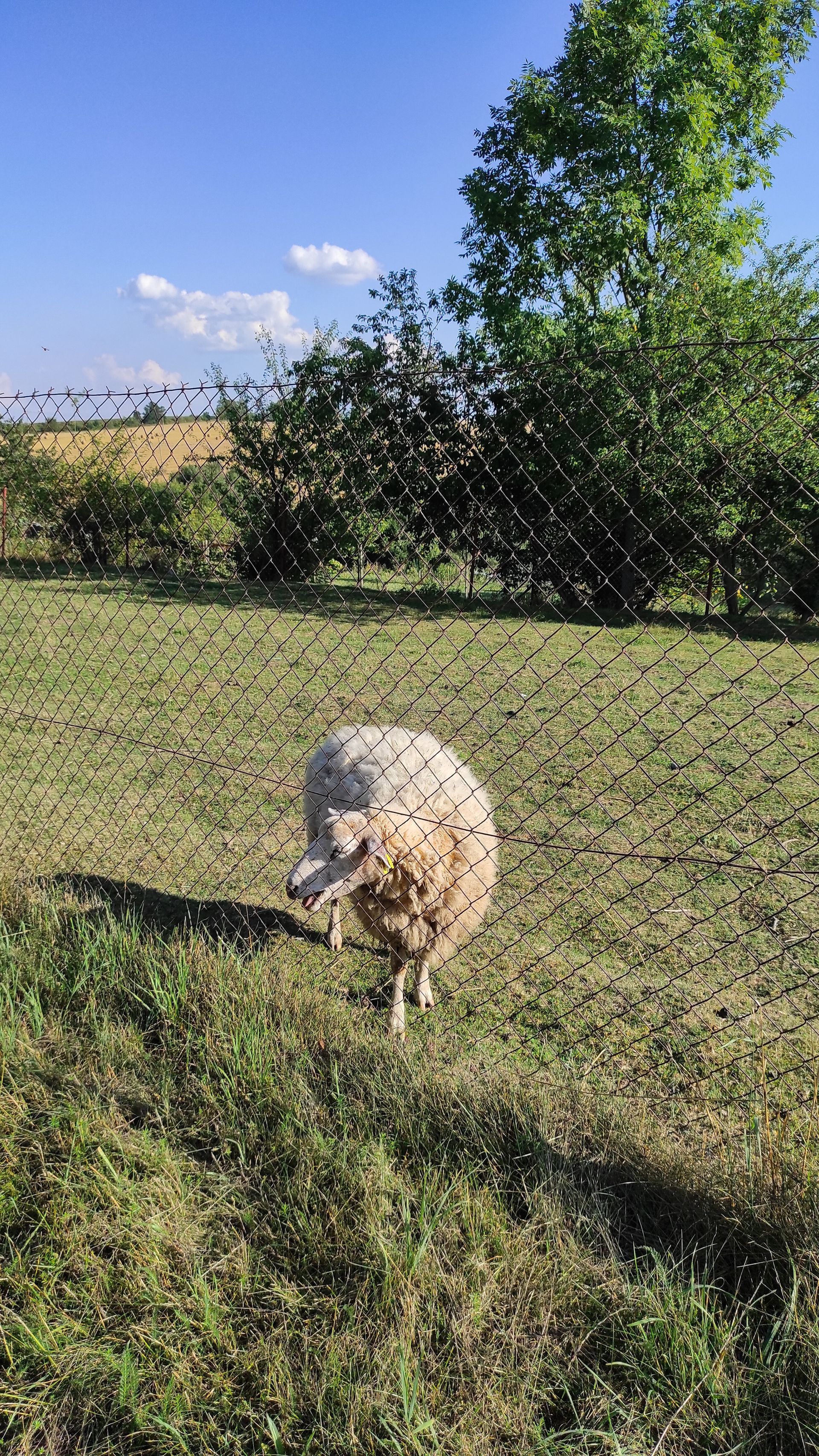 Un mouton derrière un grillage dans un jardin