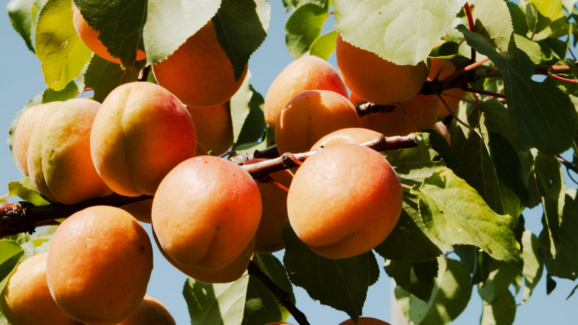 Une branche remplie d'abricots