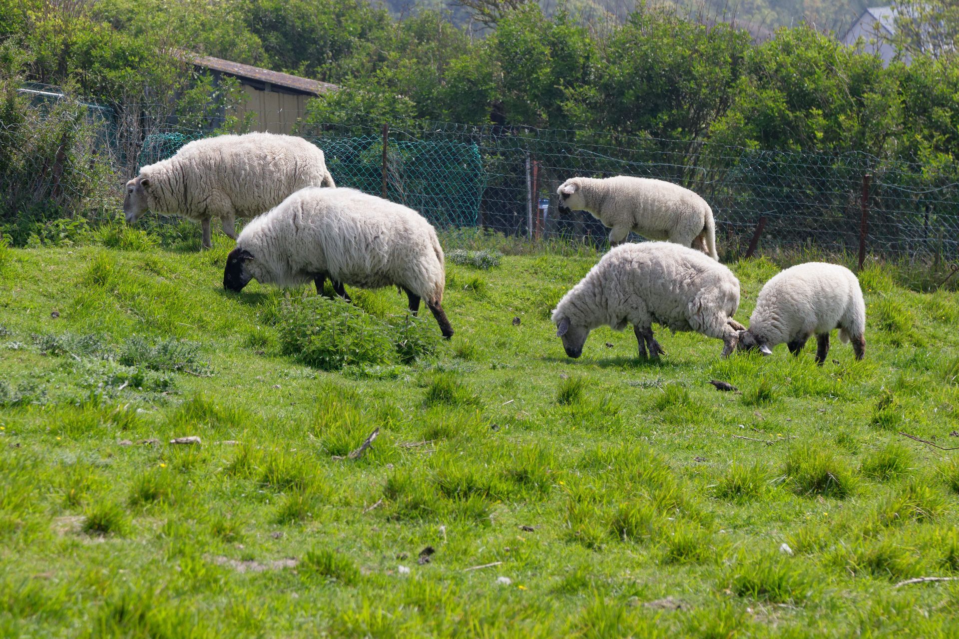 Un troupeau de moutons qui mangent de l'herbe dans un jardin