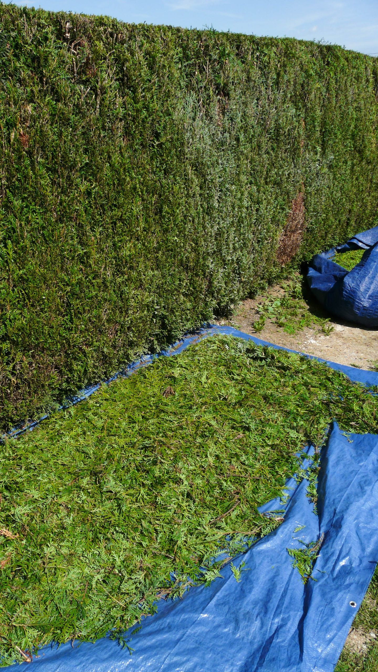 Ramassage des déchets verts avec une taille de haie