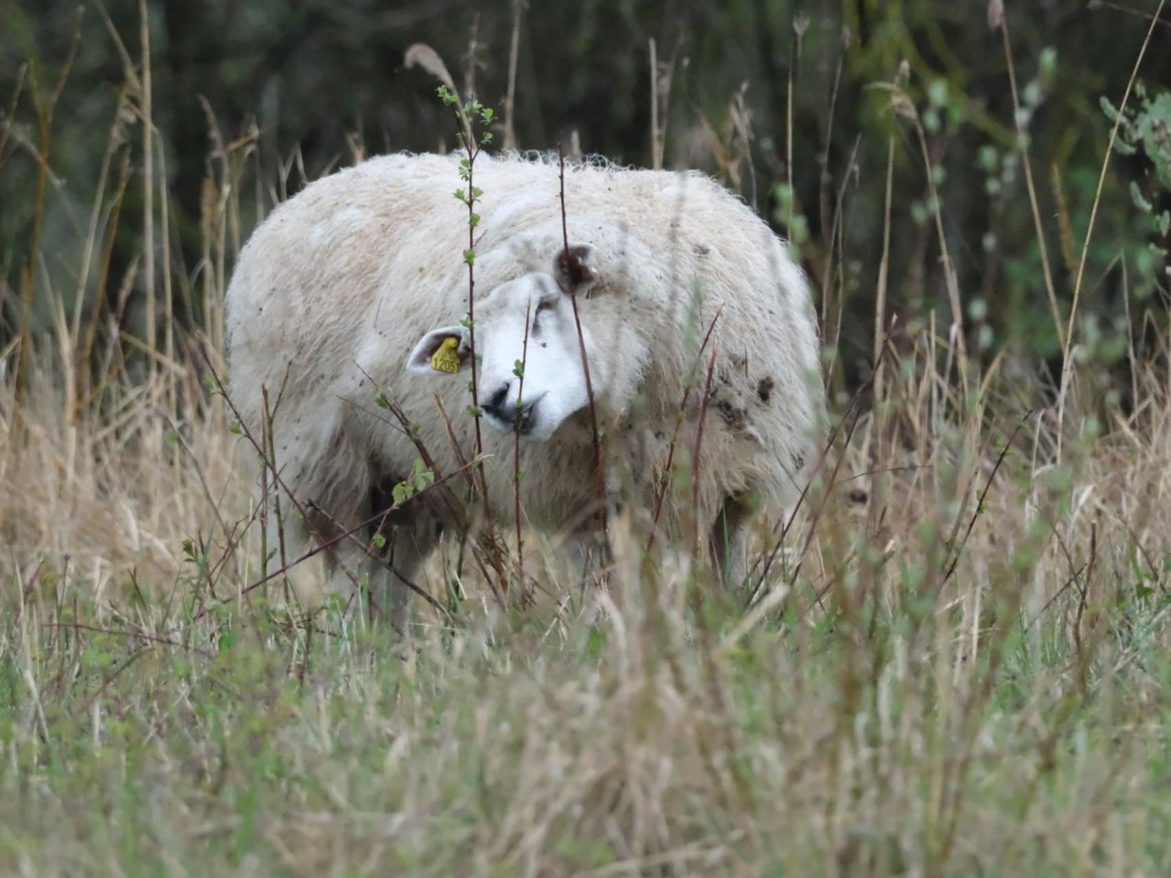 Un mouton mangeant les mauvaises herbes