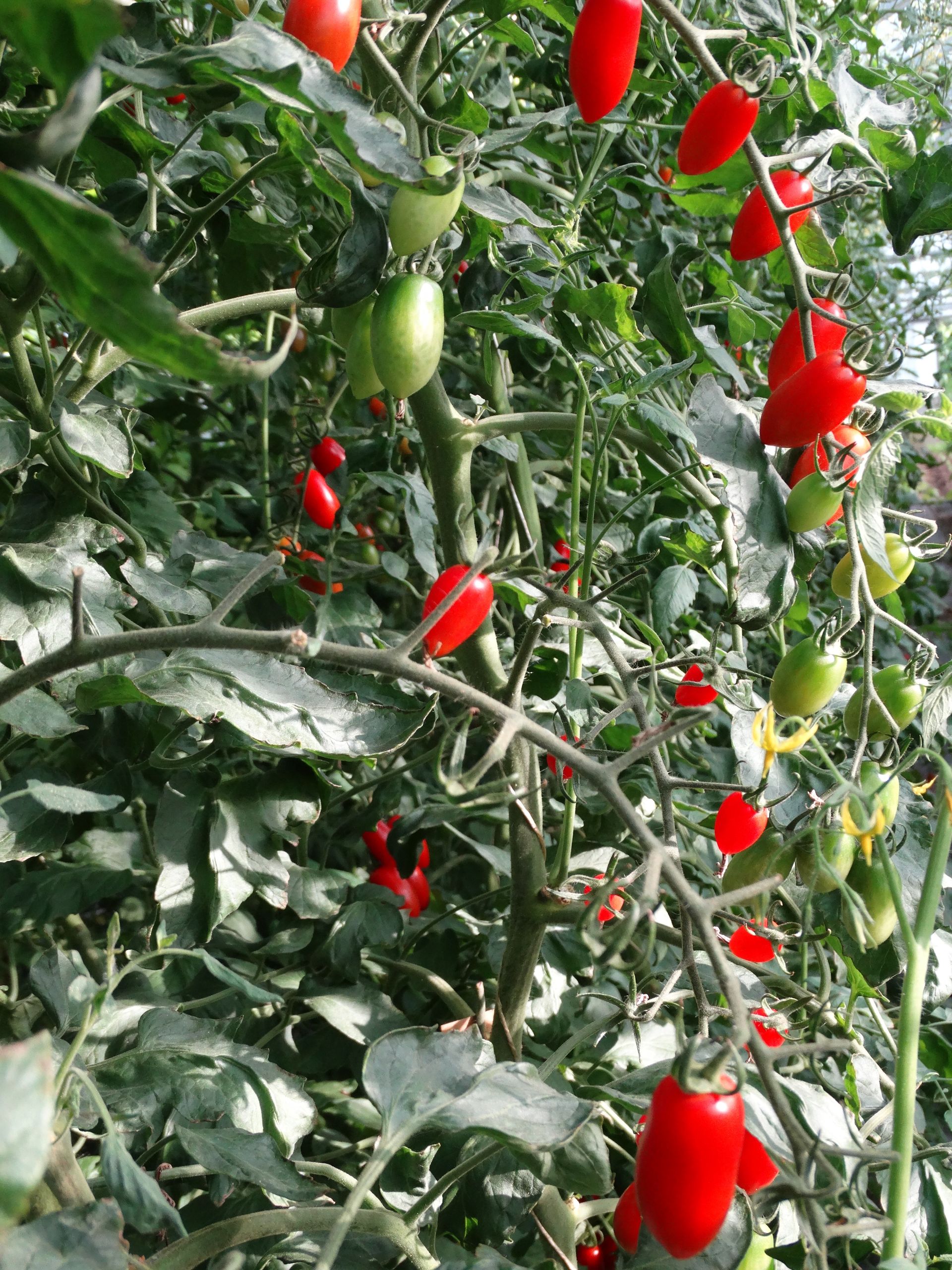 verdure - Azienda Ortofrutticola Taiana