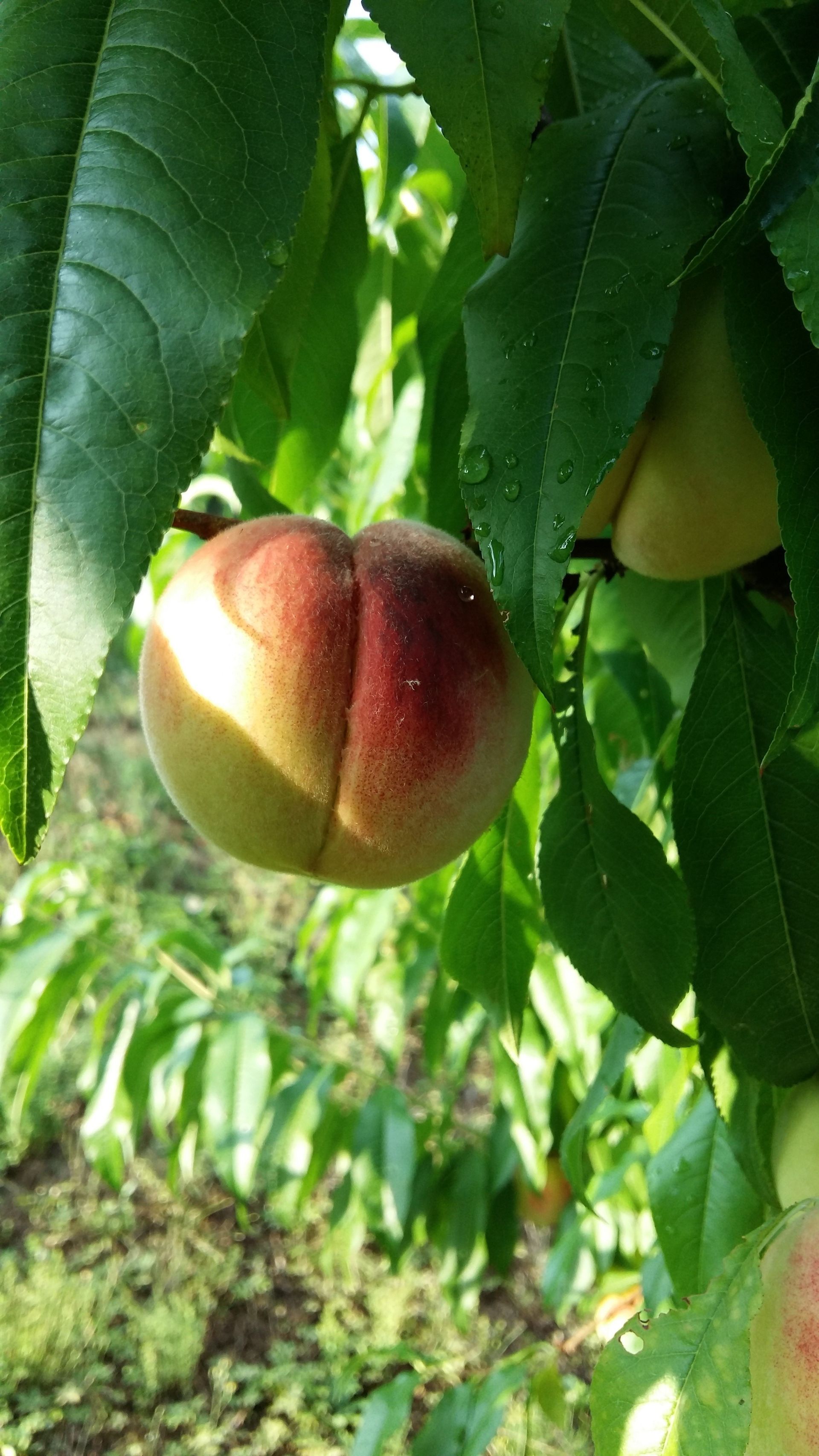 frutta e ortaggi - Azienda Ortofrutticola Taiana