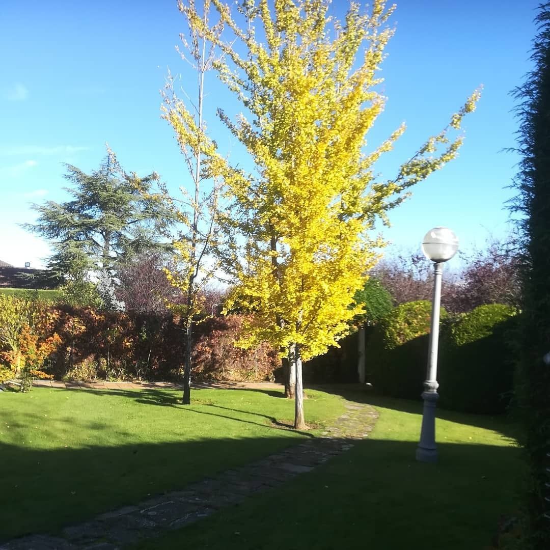 Un árbol de color amarillo brillante en un patio soleado, con césped verde y un cielo azul.