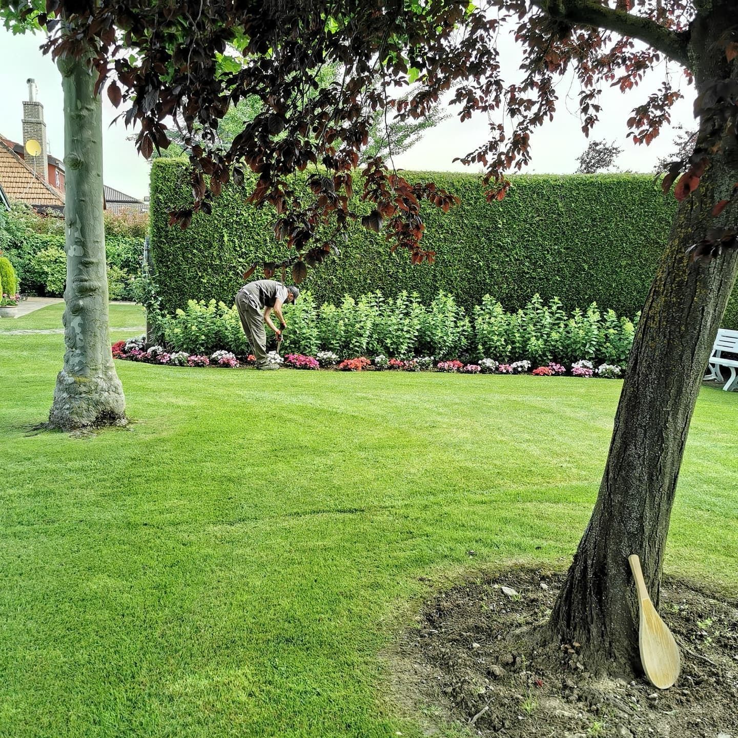 Hombre haciendo jardinería delante de un seto verde, con árboles y césped.