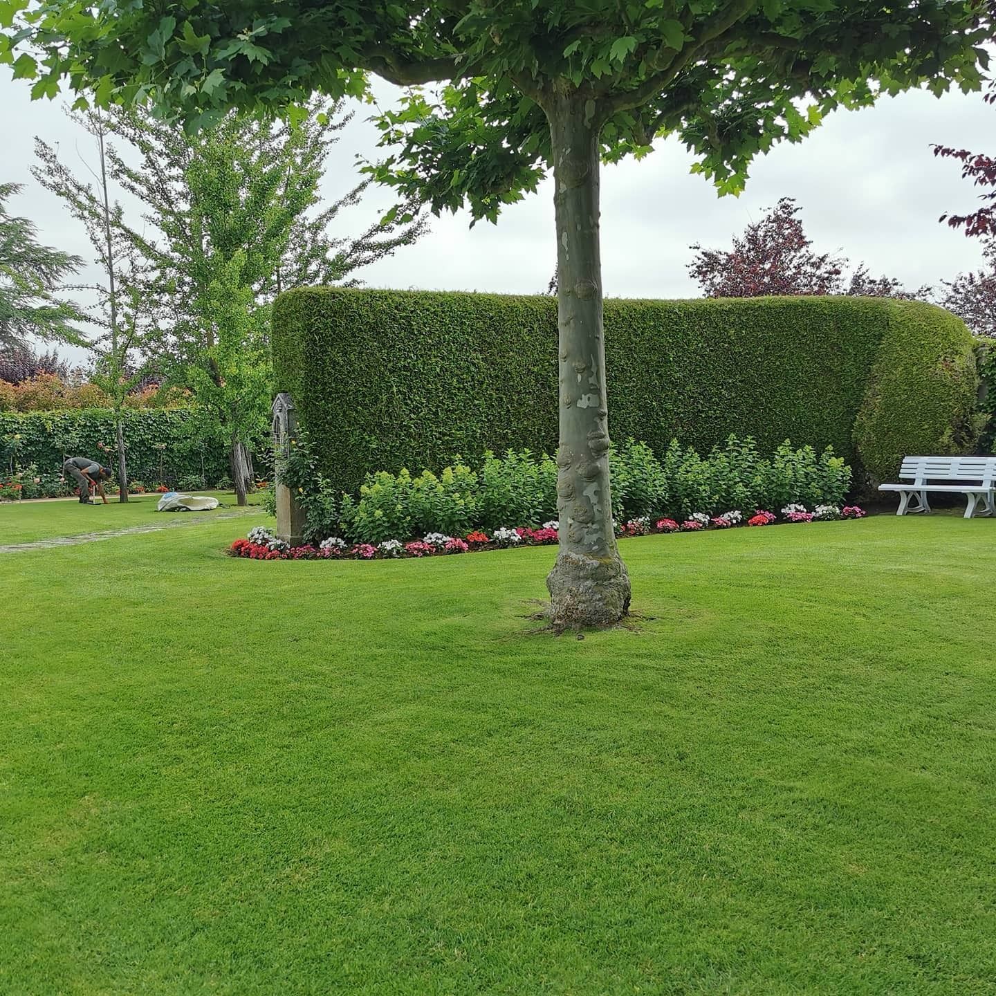 Césped verde exuberante con un árbol delante de un seto cuidadosamente recortado y un macizo de flores, además de un banco blanco.