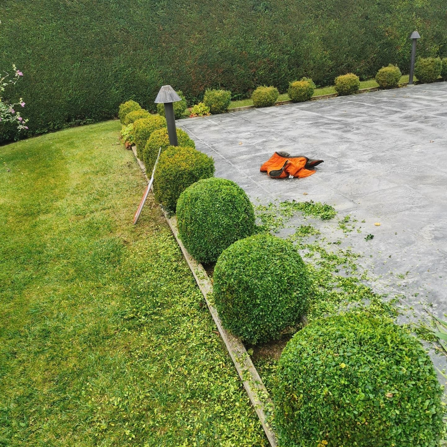 Arbustos esféricos verdes recortados en fila a lo largo de un camino de hormigón, con césped y seto en el fondo.