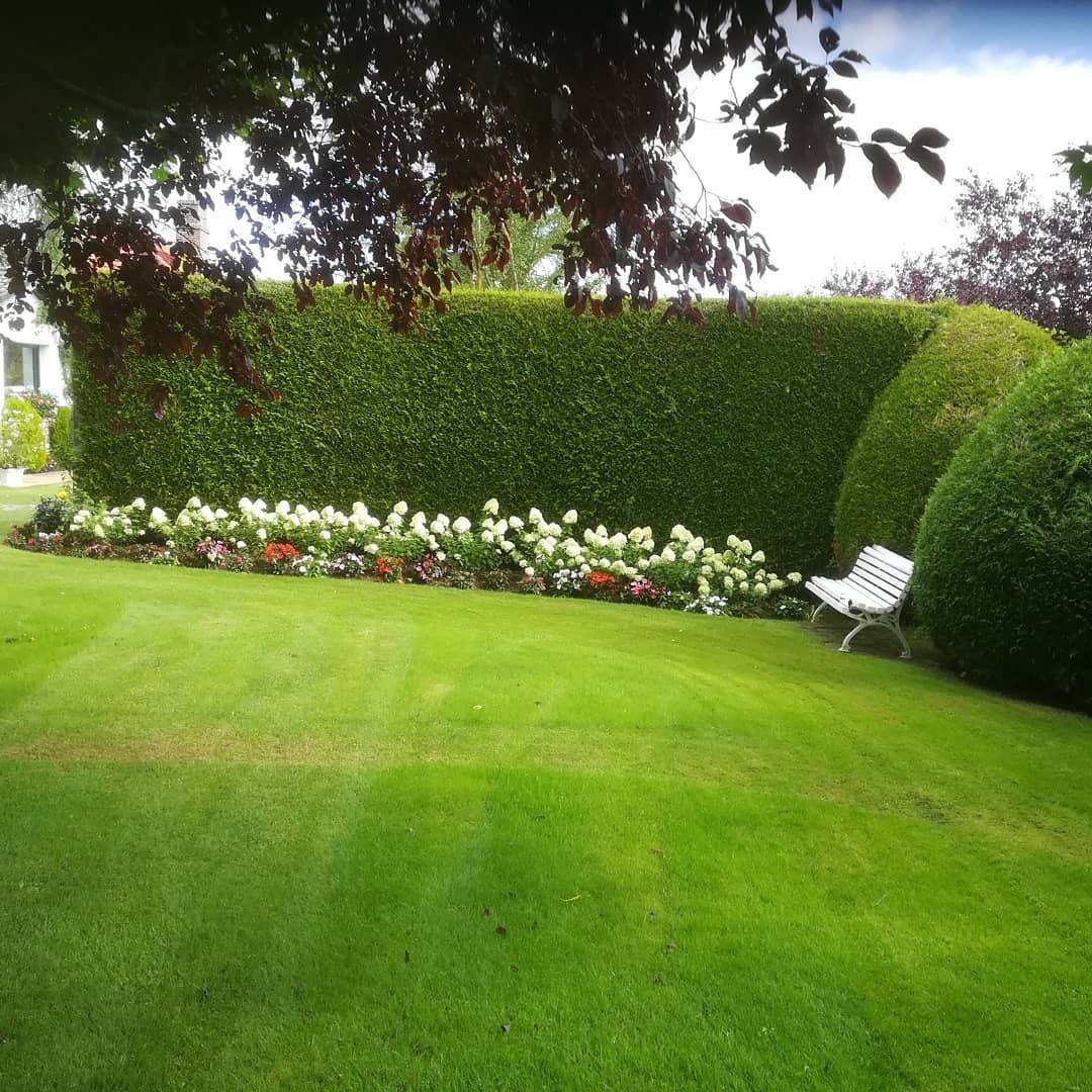 Césped verde exuberante con un seto cuidado, flores blancas y un banco.