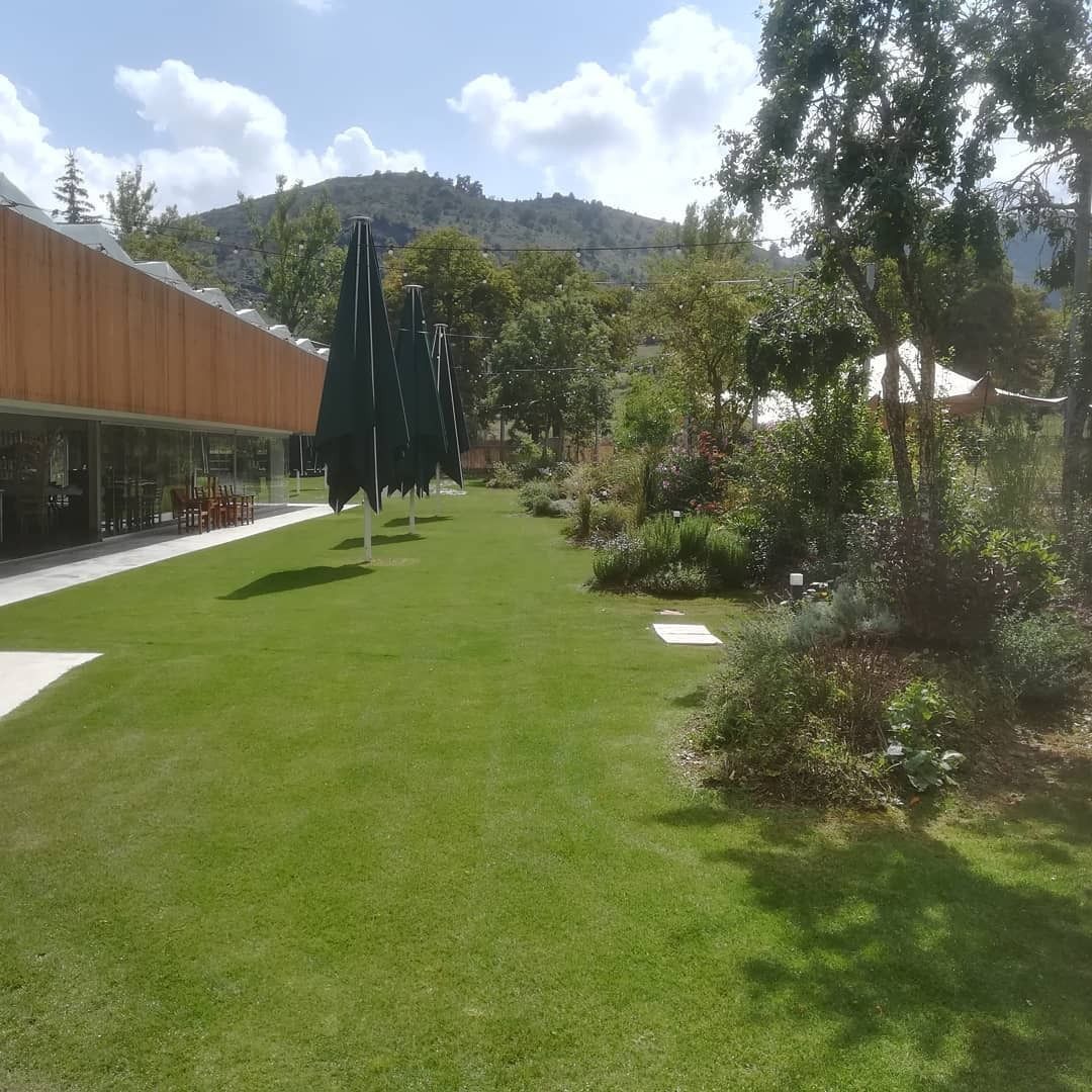 Césped verde exuberante con árboles y un edificio moderno bajo un cielo soleado.
