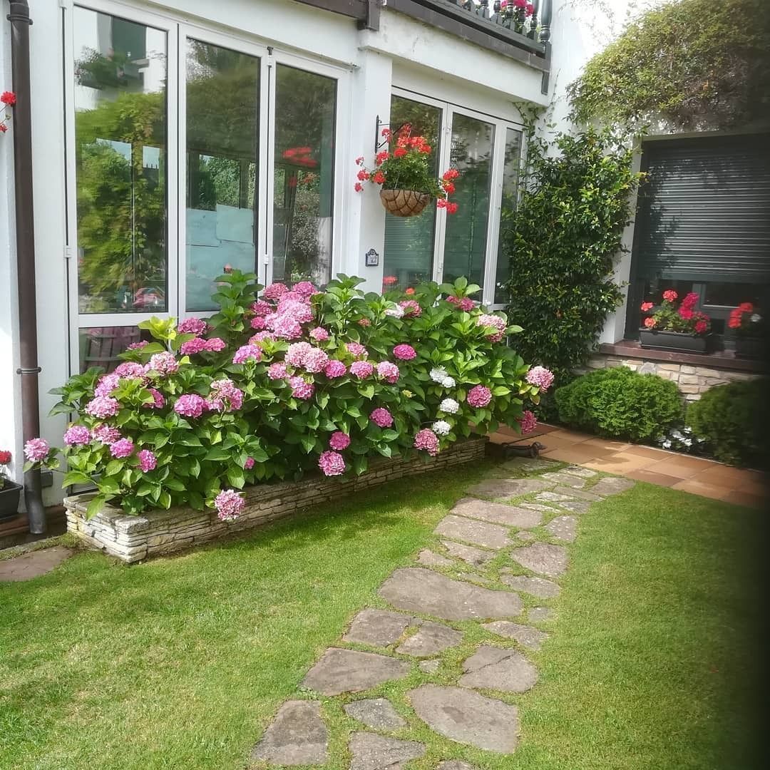 Camino de piedra a través de césped verde, que conduce a una casa con hortensias rosas en una jardinera de piedra.