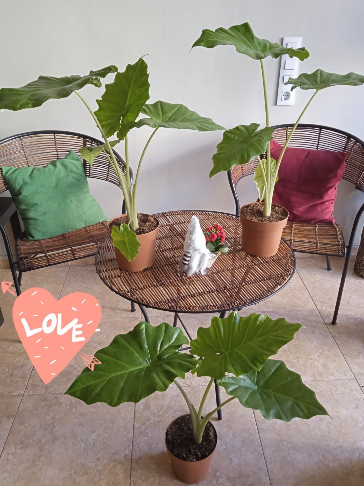 Dos sillas y una mesa con plantas en macetas.