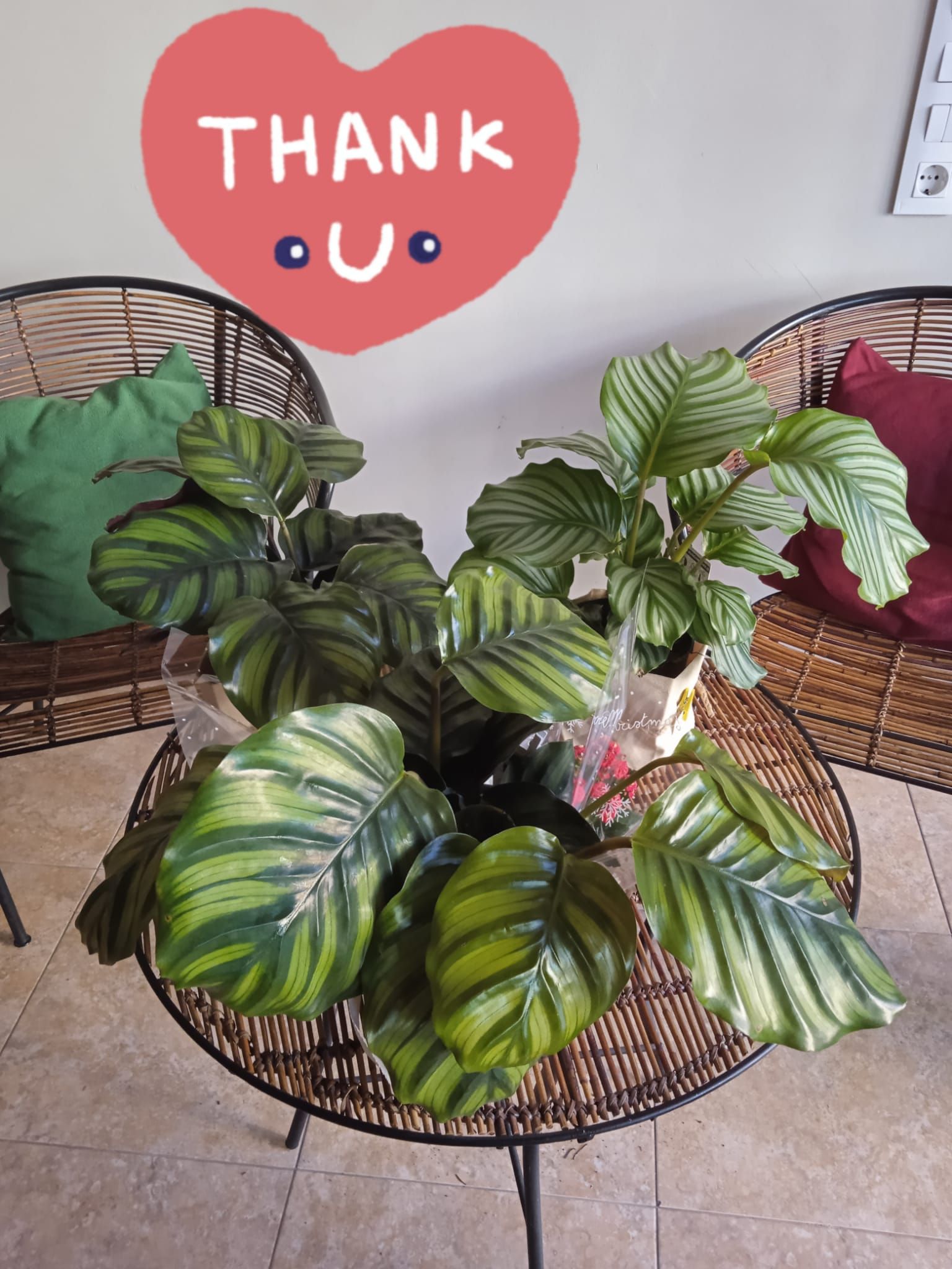 Una planta está sentada sobre una mesa con un corazón que dice gracias