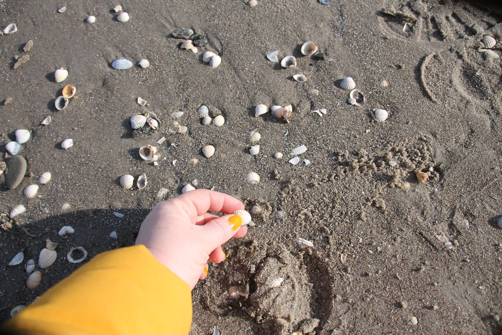 Jemand sammelt am Strand kleine Muscheln