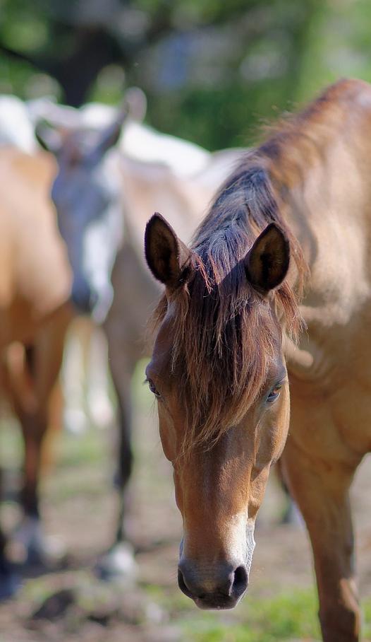 Martinique cheval créole