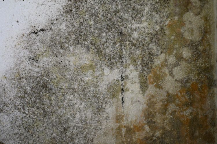 Schimmel an einer Kellerwand vor der Beseitigung durch die Trockene Keller Heilbronn Franken GmbH.