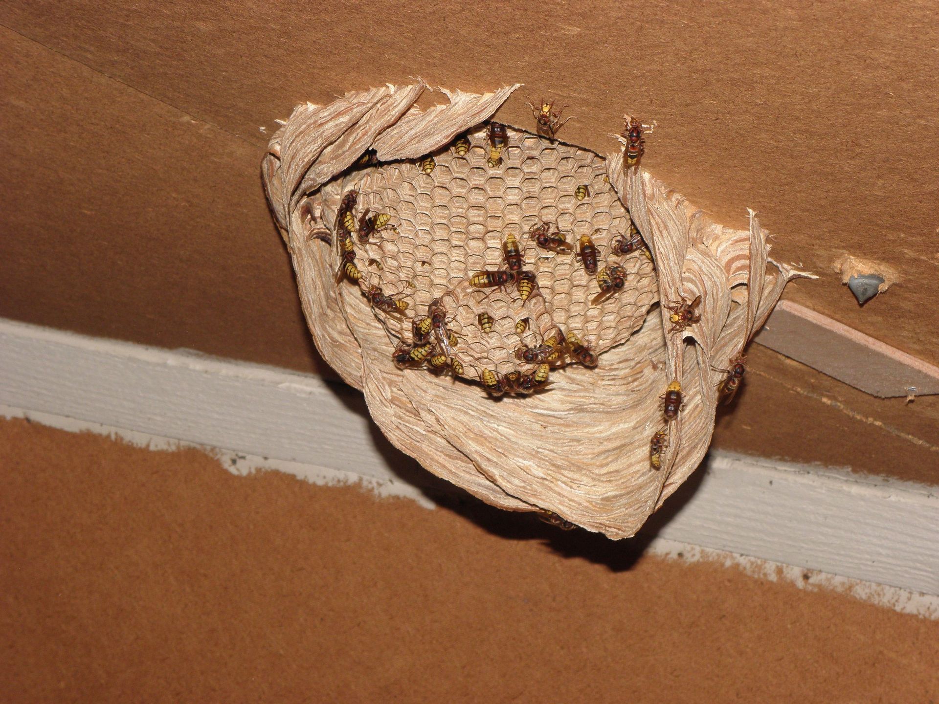 Wespennest entfernen - Hausdienst Bregenzer AG - Zwillikon