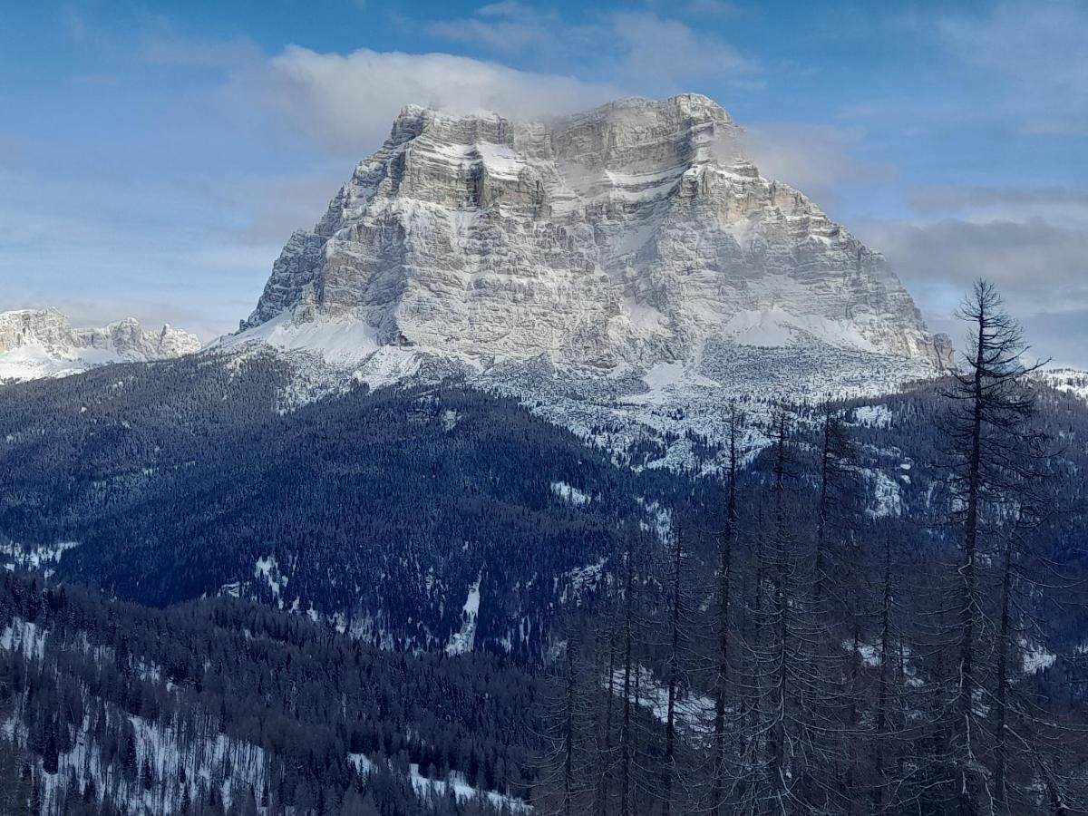 Cima di una montagna innevata, cielo azzurro, foresta in primo piano.