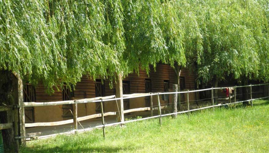 Un saule pleureur recouvre une clôture en bois, bordant une cour herbeuse et un bâtiment rustique.