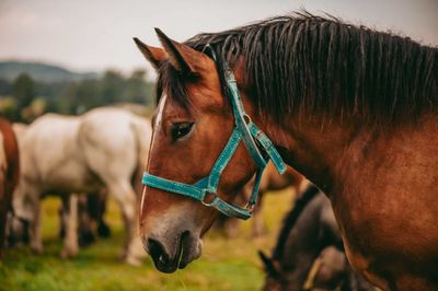 Un cheval brun portant un licol turquoise se tient dans un champ herbeux, d'autres chevaux se tenant derrière.