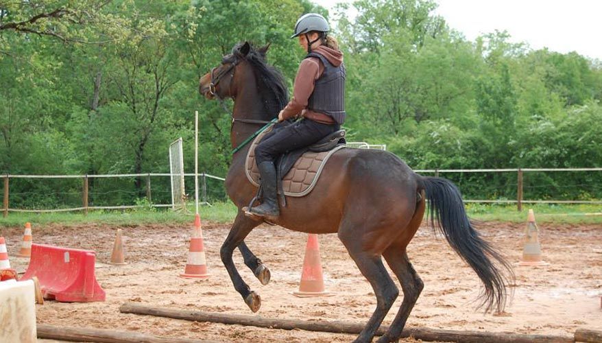 Un cavalier sur un cheval noir trottant dans une arène extérieure sablonneuse avec des cônes de signalisation