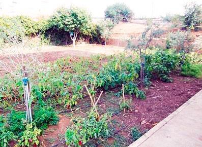 Un jardín lleno de muchas plantas y árboles.