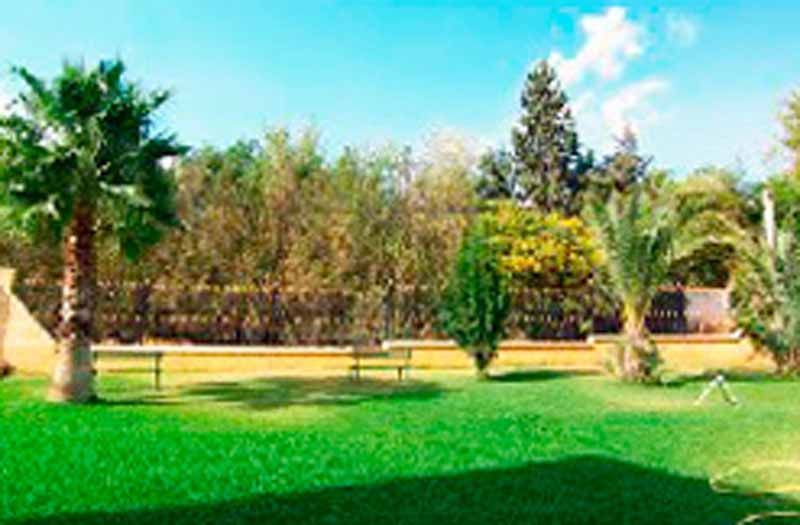 Un exuberante césped verde con palmeras y una valla al fondo.