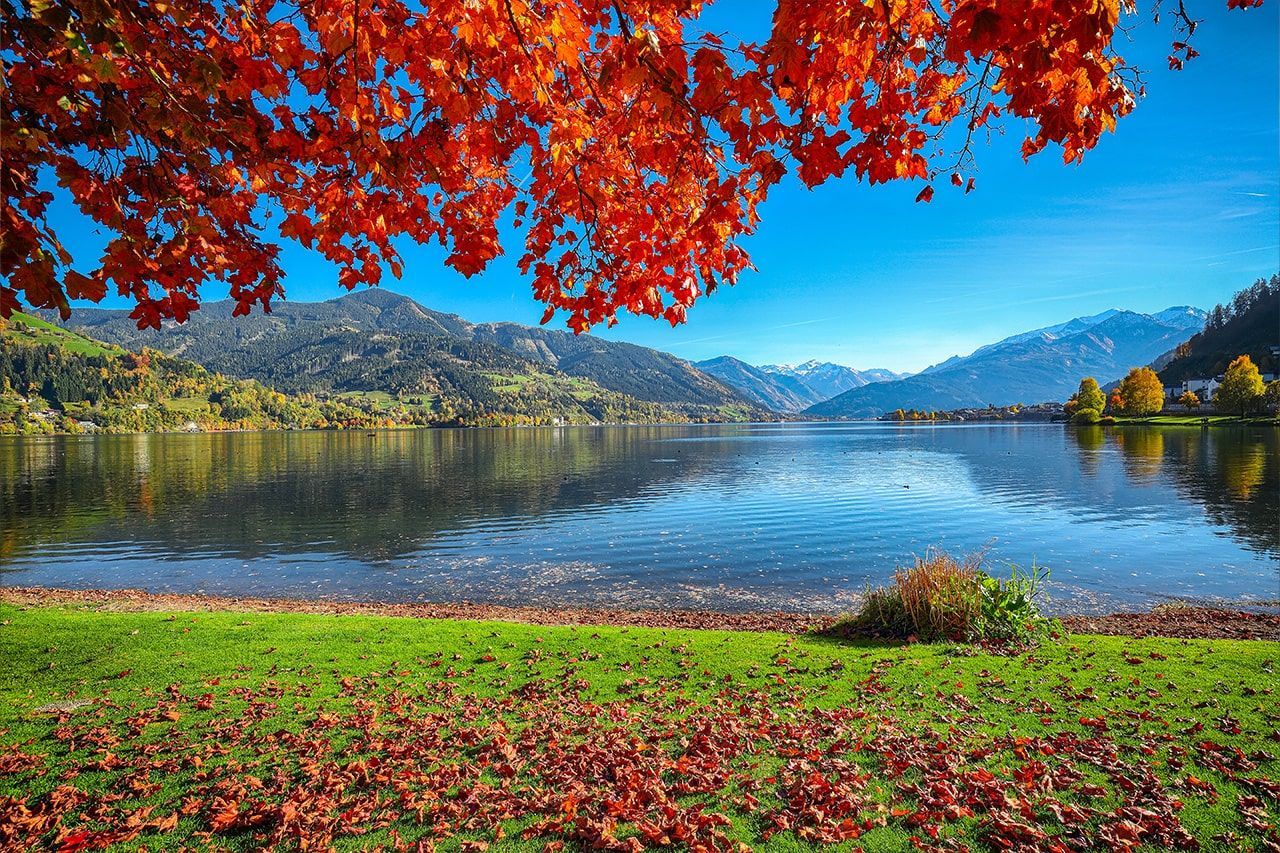 a tree with red leaves is hanging over a lake with mountains in the background