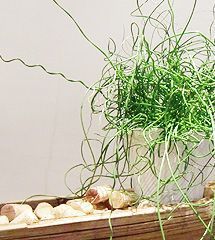 Gasthaus Engel Küssnacht