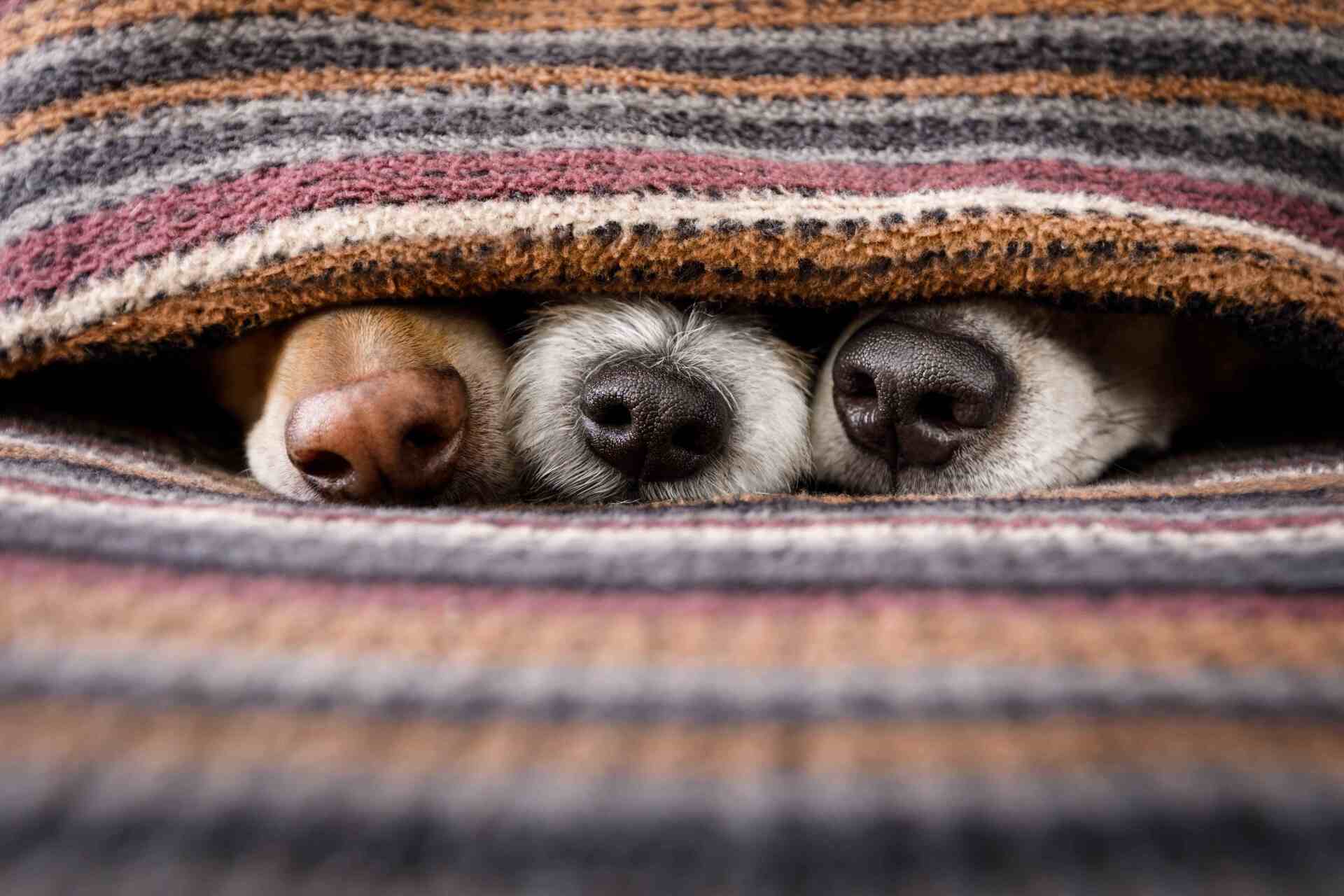 Trois chiens côte à côte dans une couverture laissant apparaître seulement leur museau