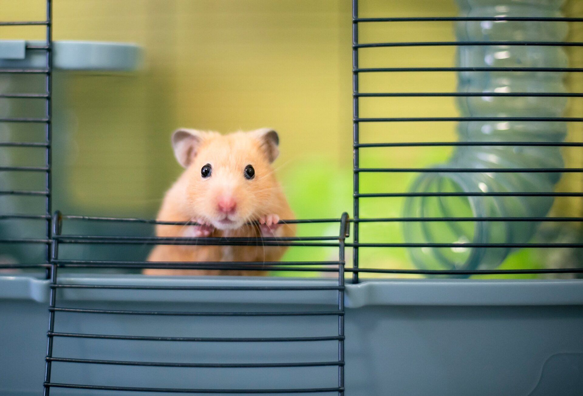 Hamster dans une cage avec les deux pattes sur l'ouverture