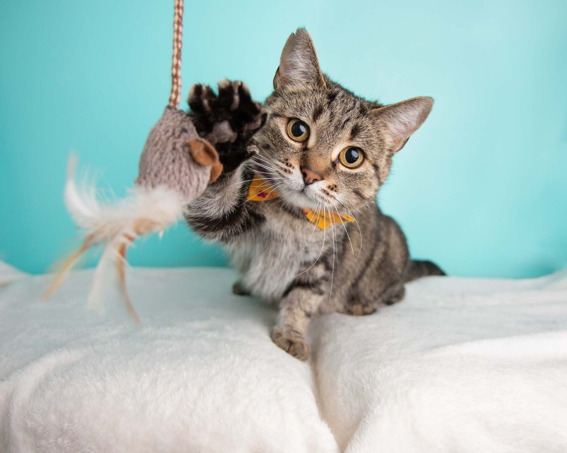 Un chat jouant avec un jouet en forme de souris