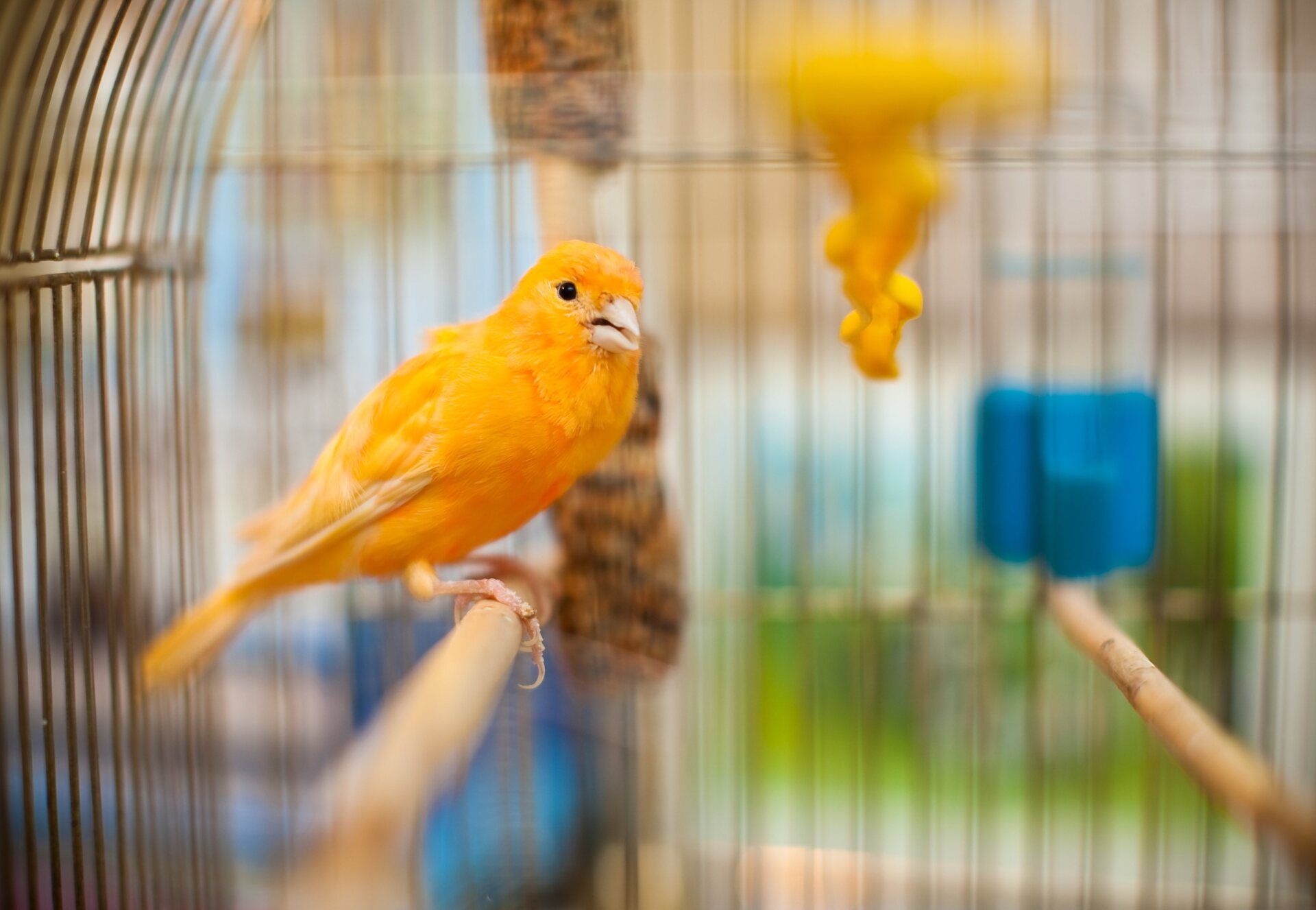 Oiseau jaune dans une cage à oiseaux