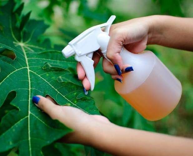 Una persona rociando una hoja con una botella rociadora