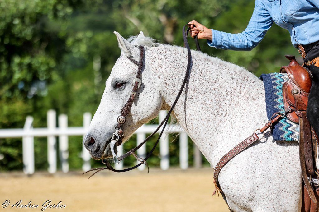 Swiss Ranch Horse Association - SRHA