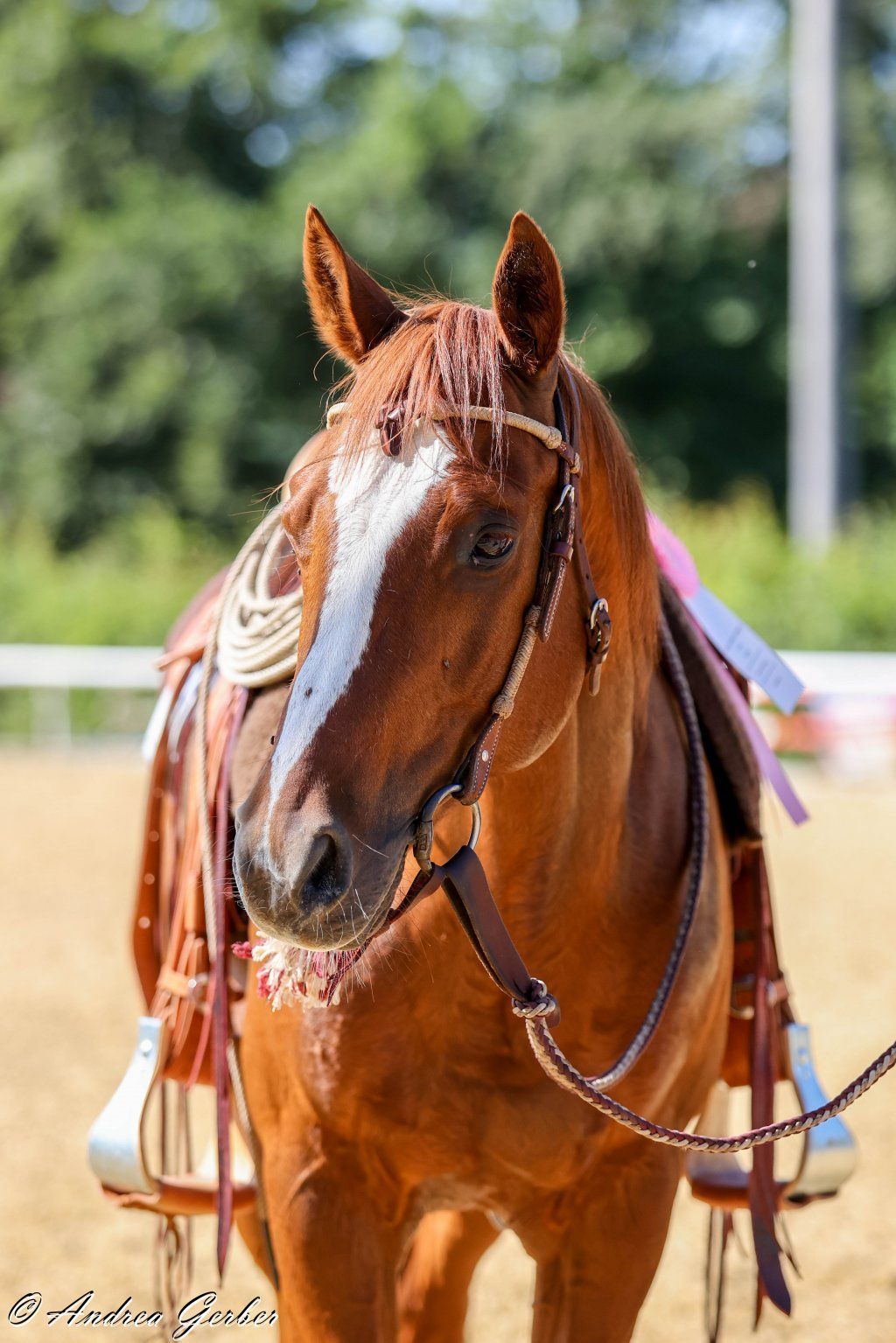 Swiss Ranch Horse Association - SRHA