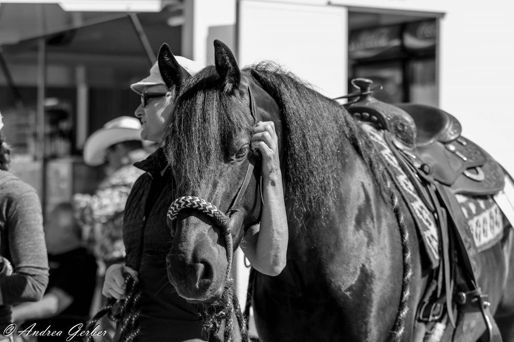 Swiss Ranch Horse Association - SRHA