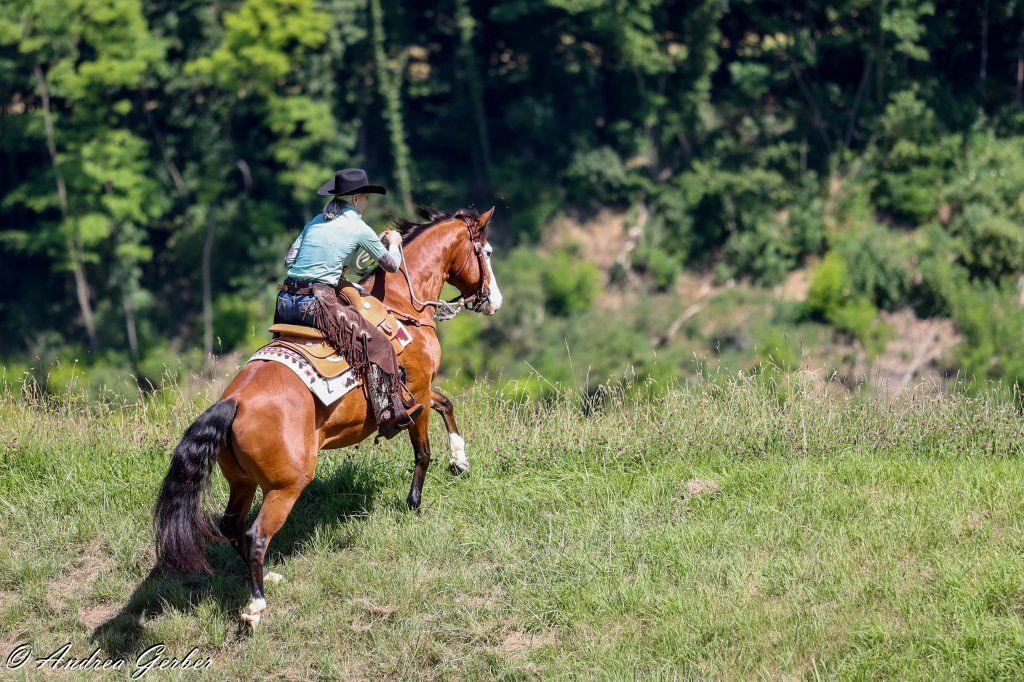 Swiss Ranch Horse Association - SRHA