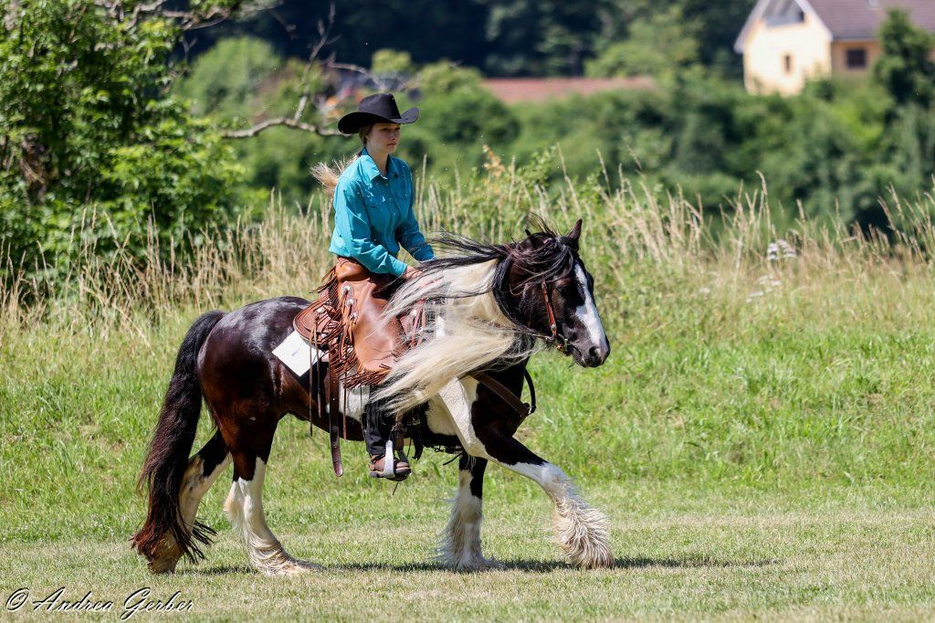 Swiss Ranch Horse Association - SRHA