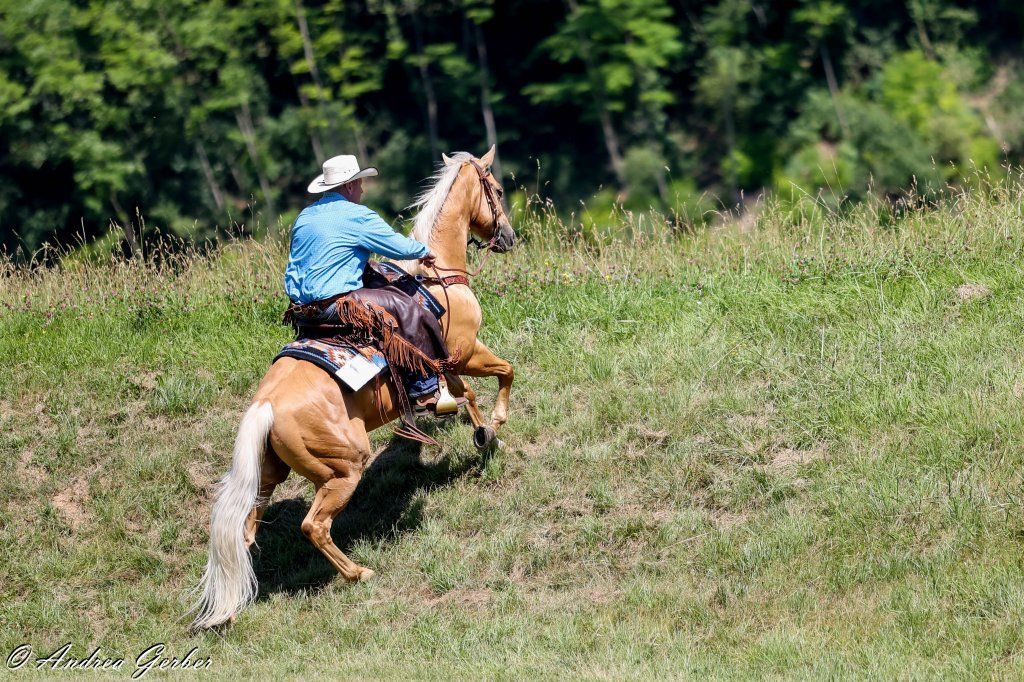 Swiss Ranch Horse Association - SRHA