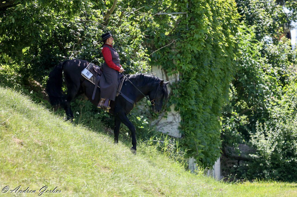 Swiss Ranch Horse Association - SRHA